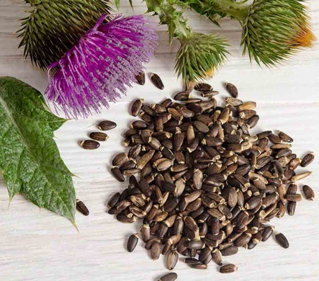 The effect of milk thistle plant on the health