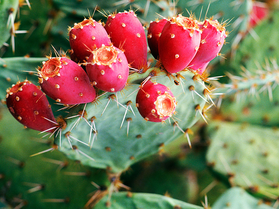 The health benefits and properties of opuntia fruits (cactus